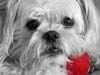 Pets Portfolio 2