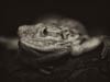 Pets Portfolio 5