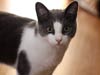 Pets Portfolio 6