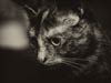 Pets Portfolio 8
